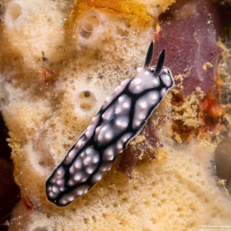Phyllidiella annulata (Ringed Phyllidella)