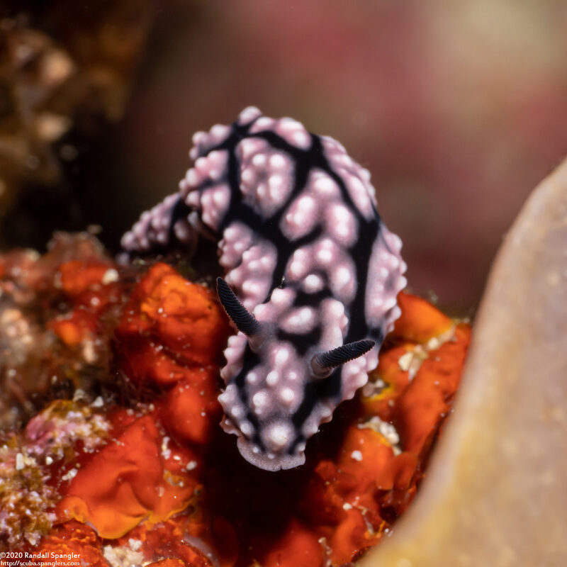 Phyllidiella pustulosa (Pustulose Phyllidia)