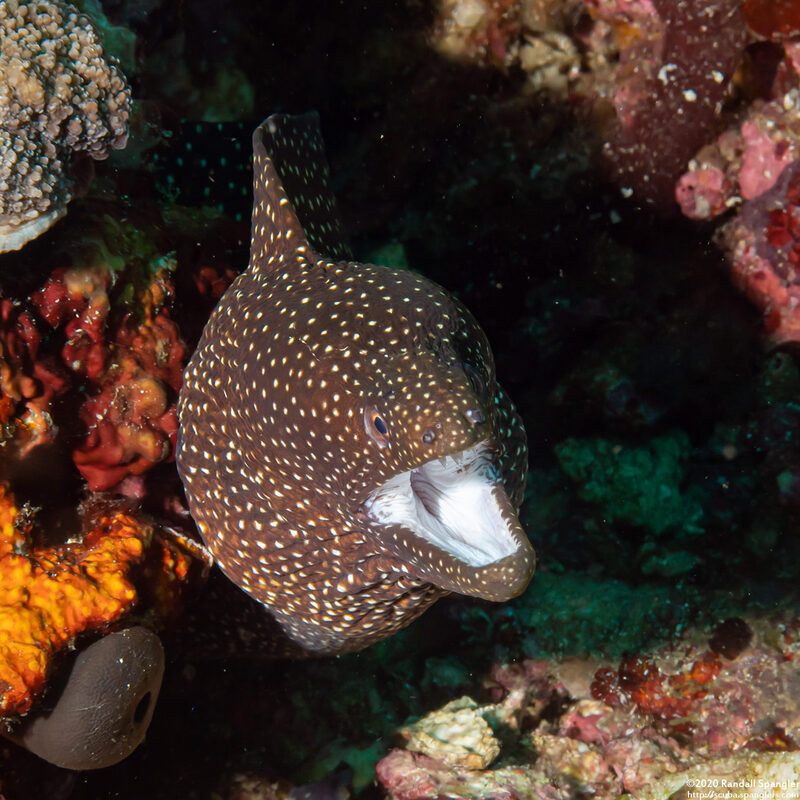 Gymnothorax meleagris (Whitemouth Moray)