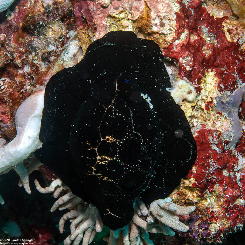Ovula ovum (Common Egg Cowry)