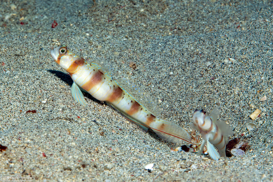 Amblyeleotris masuii (Maiusi's Shrimpgoby)