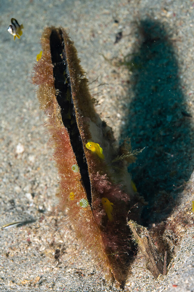 Atrina pectinata (Comb Pen Shell)
