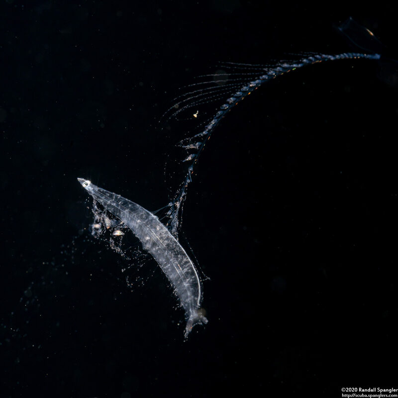 Gymnothorax sp. (Larval Eel)