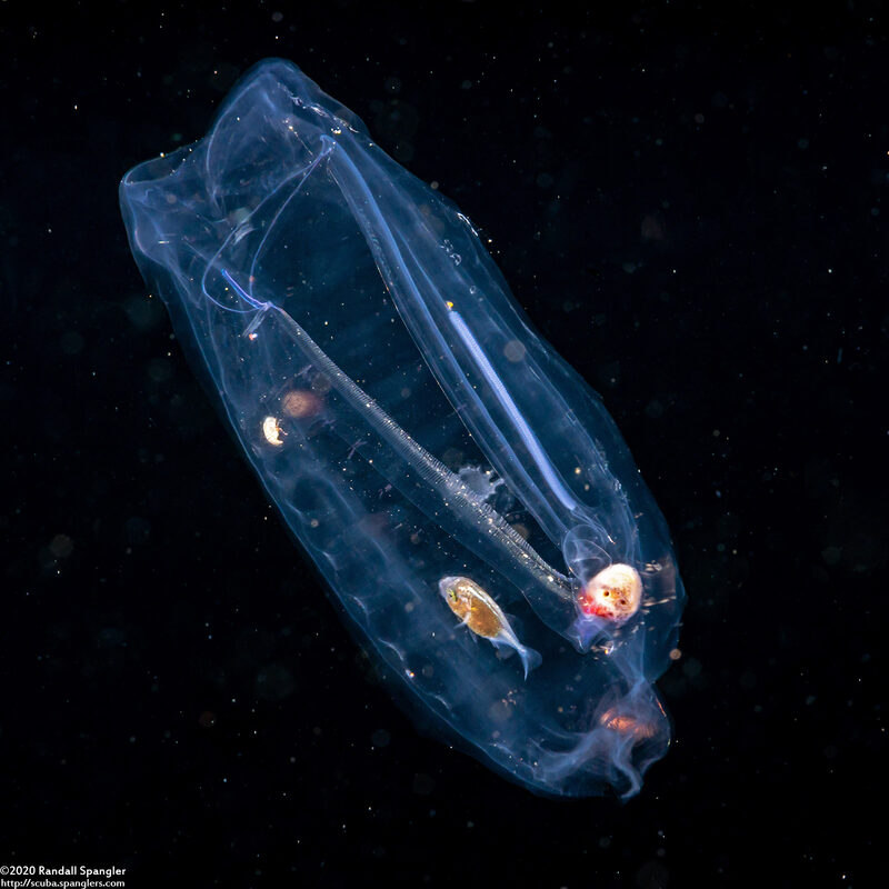 Salpa fusiformis (Common Salp)