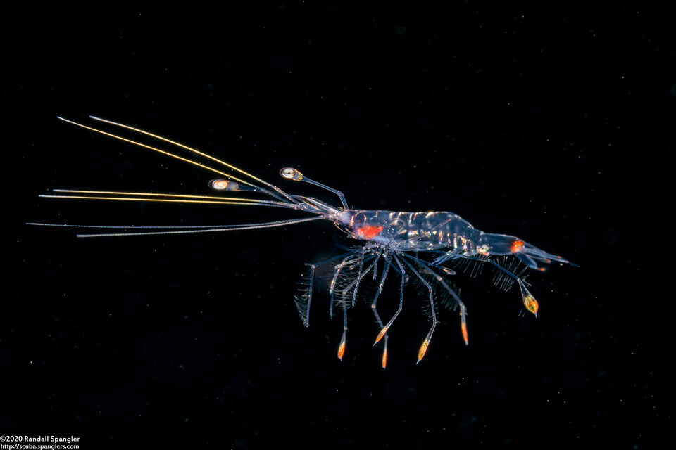 Infraorder Caridea (Larval Shrimp)