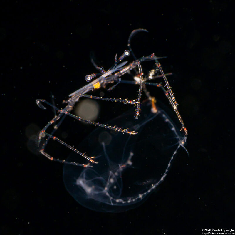 Family Scyllaridae (Slipper Lobster Phyllosoma)