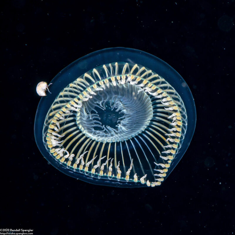 Aequorea sp.2 (Aequorea sp.2)