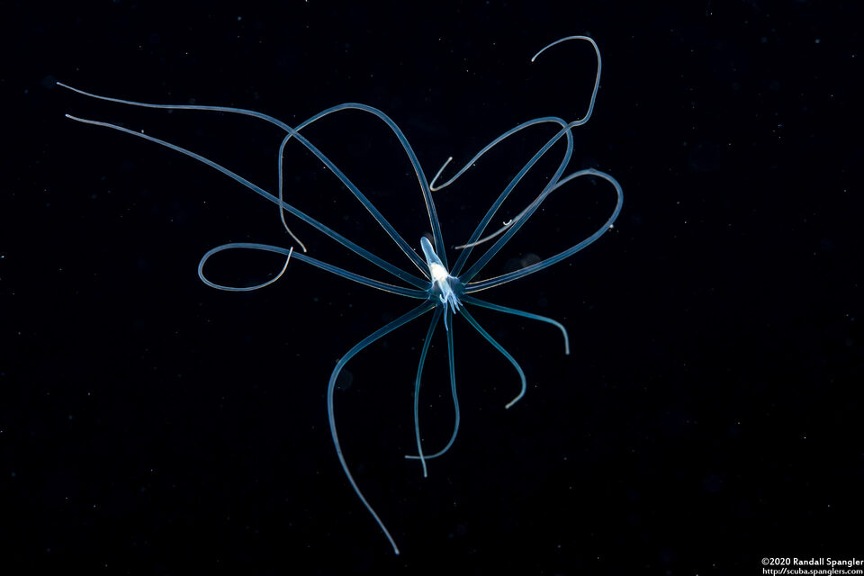 Cerianthus sp.2 (Tube-Dwelling Anemone)