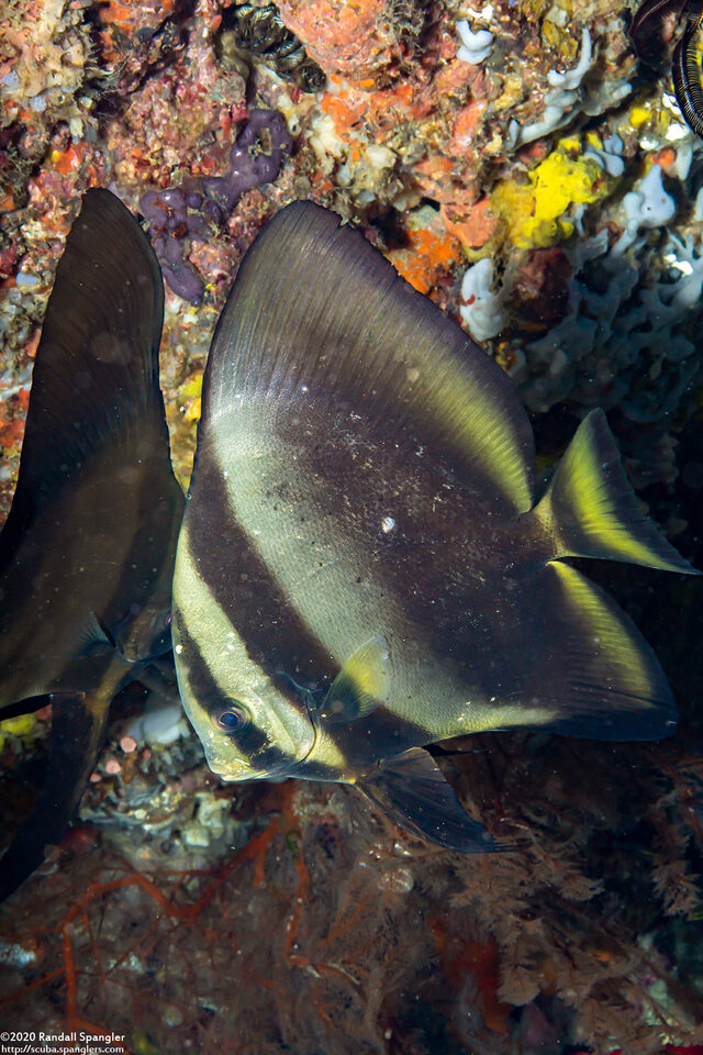 Platax batavianus (Batavia Spadefish)