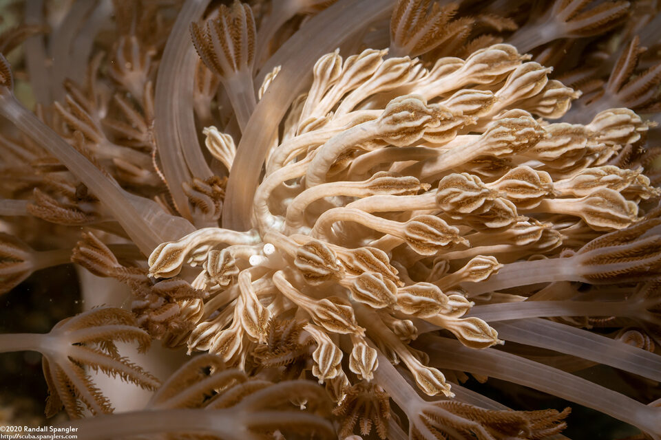 Phyllodesmium rudmani (Rudman's Phyllodesmium)