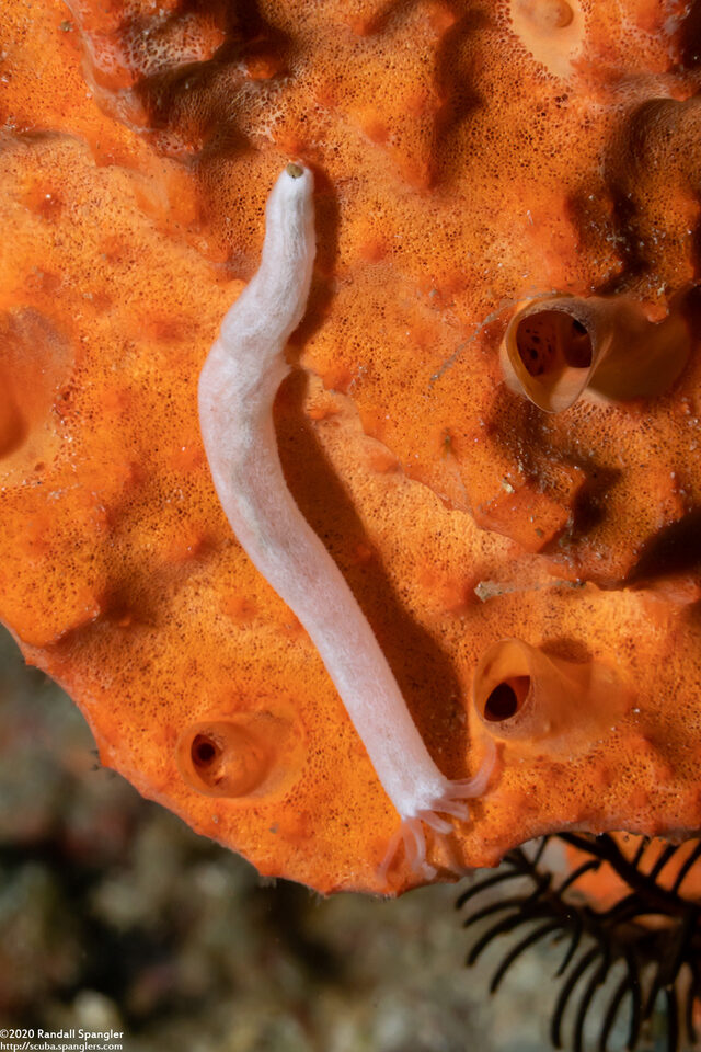 Euapta sp.2 (Euapta sp.2)