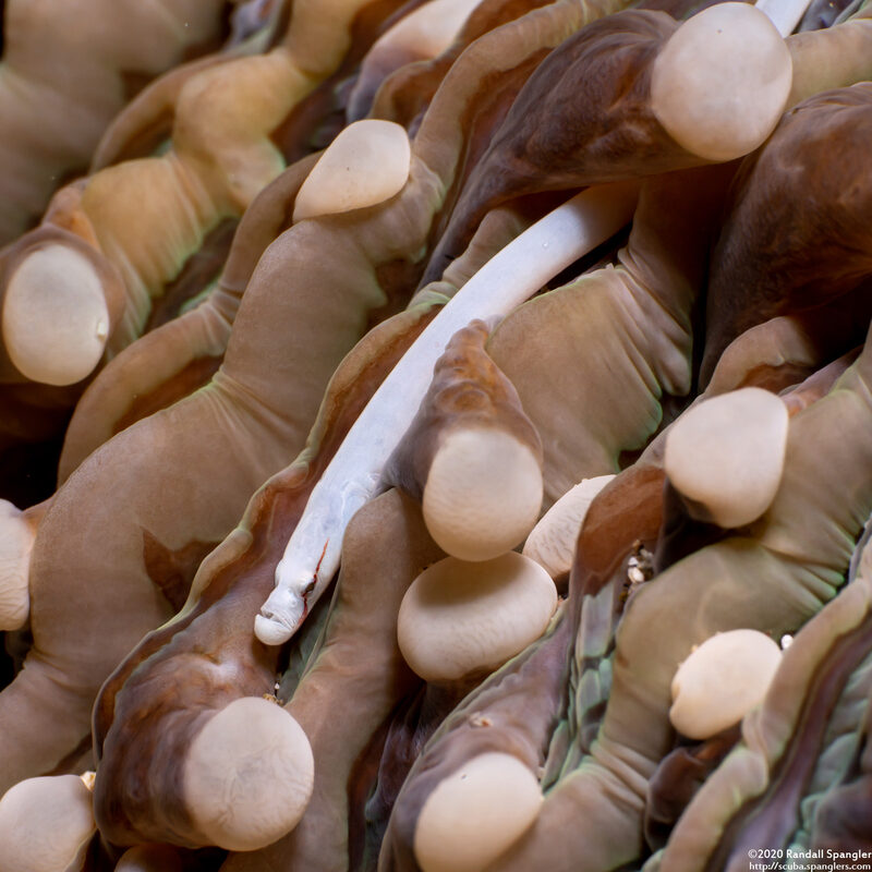 Siokunichthys nigrolineatus (Mushroom Coral Pipefish)
