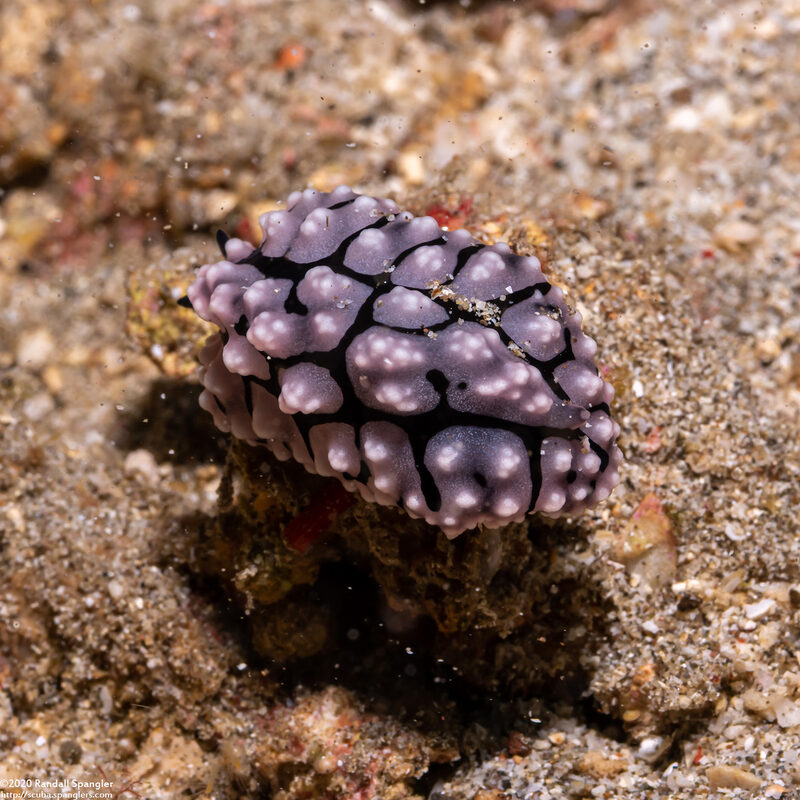 Phyllidiella cooraburrama (Phyllidiella Cooraburrama)