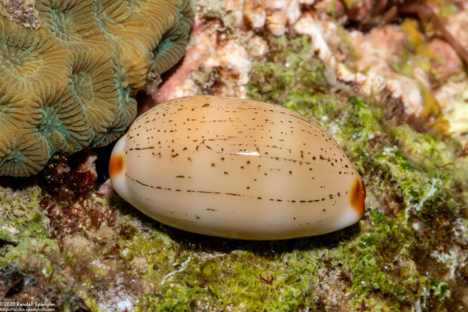 Luria isabella (Queen Isabella Cowrie)