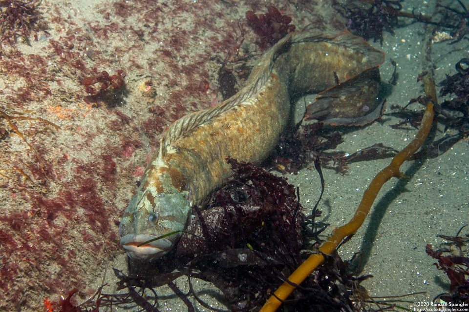 Cebidichthys violaceus (Monkeyface Prickleback)