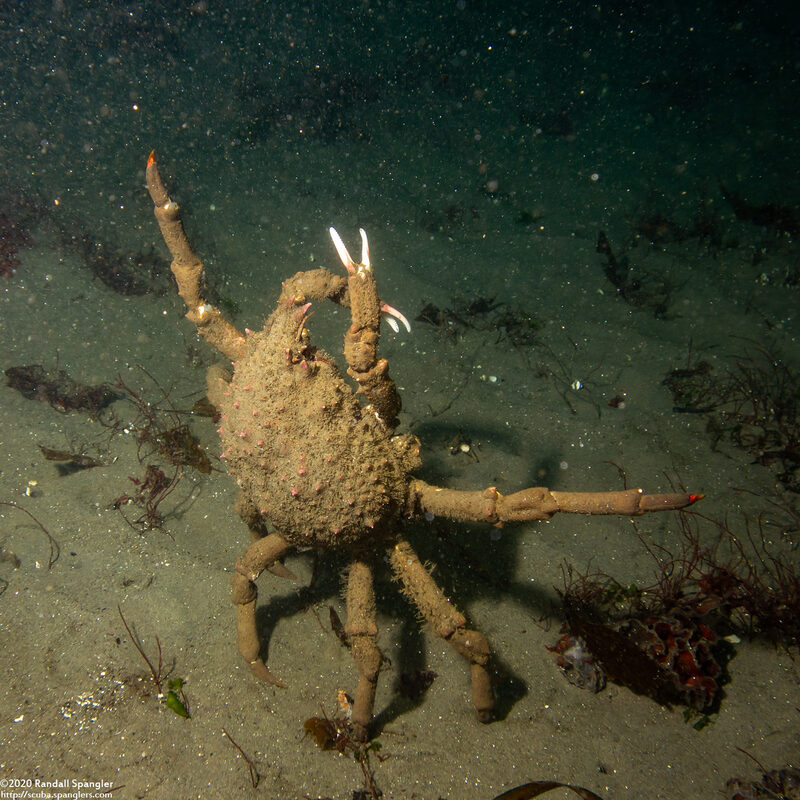 Loxorhynchus grandis (Sheep Crab)