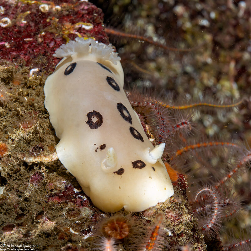 Diaulula sandiegensis (San Diego Dorid)