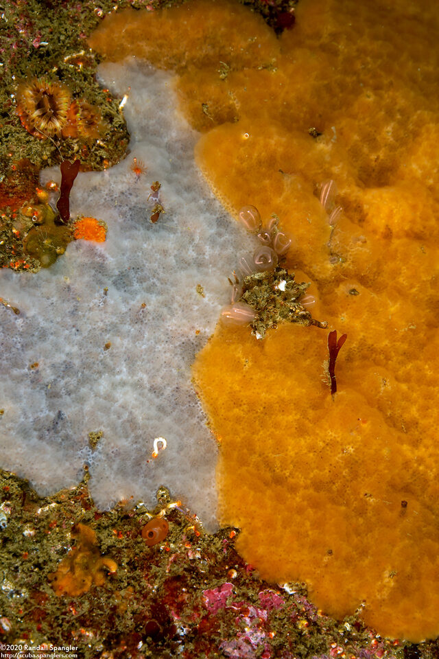 Aplidium californicum (Sea Pork)