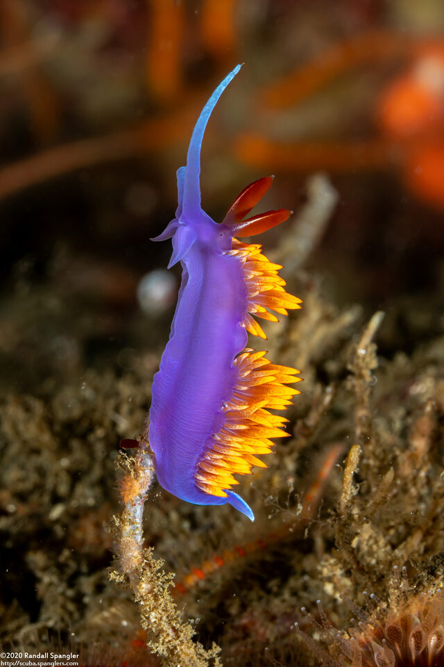 Flabellinopsis iodinea (Spanish Shawl)