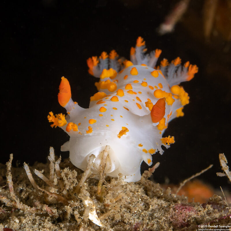 Triopha catalinae (Catalina Triopha); Eating a bryozoan