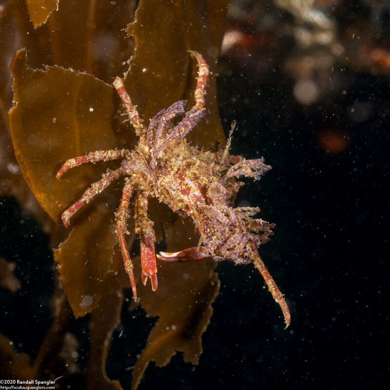 Pugettia richii (Cryptic Kelp Crab)