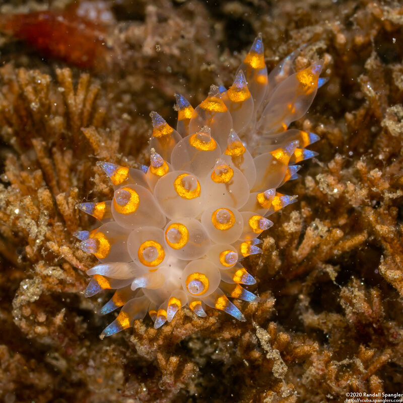 Antiopella barbarensis (Santa Barbara Janolus)