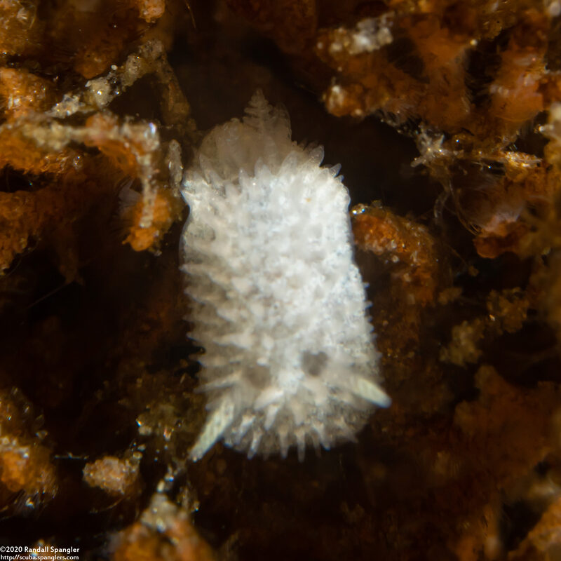 Diaphorodoris lirulatocauda (Ridge-Tailed Dorid)