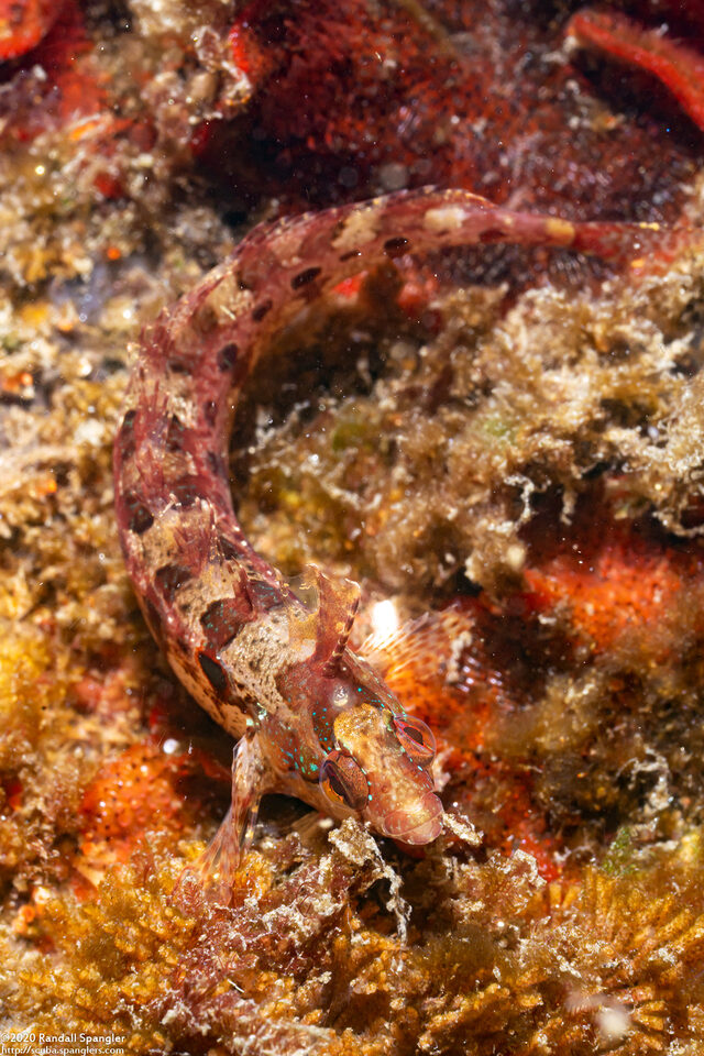 Gibbonsia montereyensis (Crevice Kelpfish)