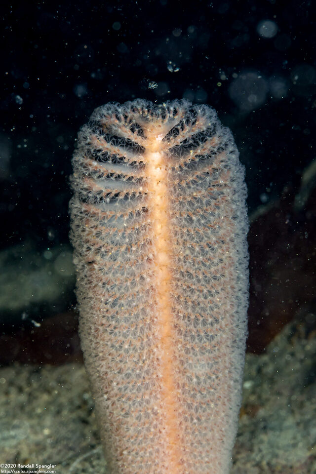 Stylatula elongata (White Sea Pen)
