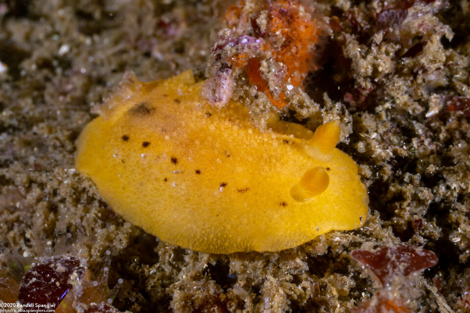 Geitodoris heathi (Heath's Dorid)