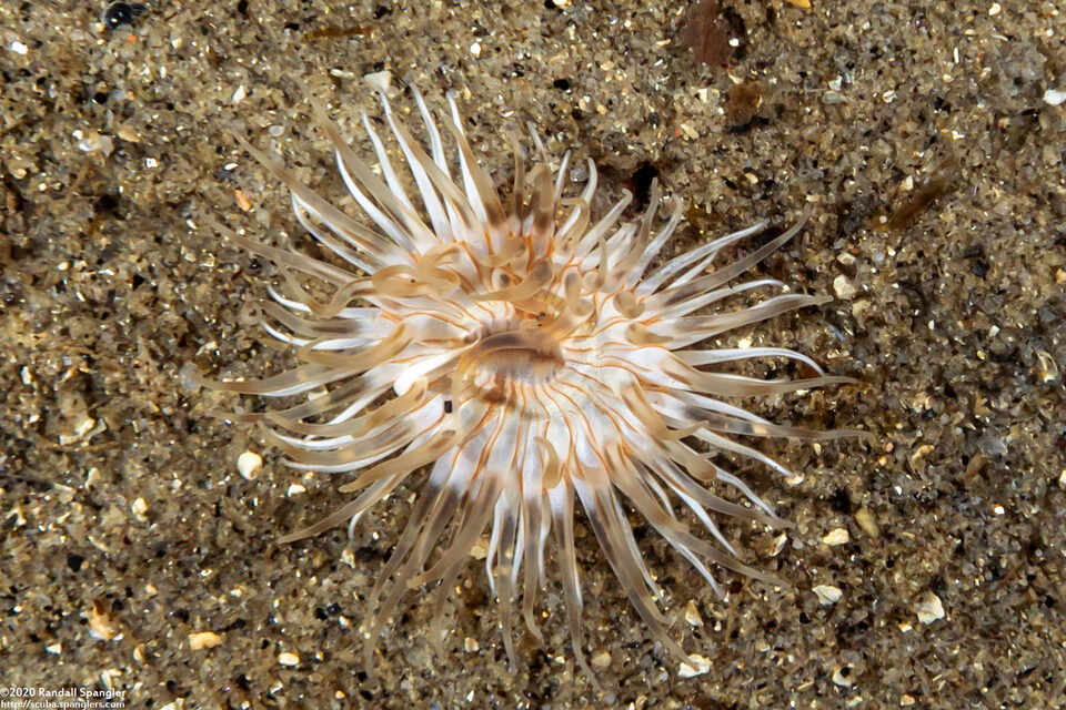 Diadumene leucolena (Ghost Anemone)
