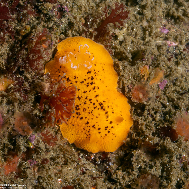 Peltodoris nobilis (Sea Lemon)