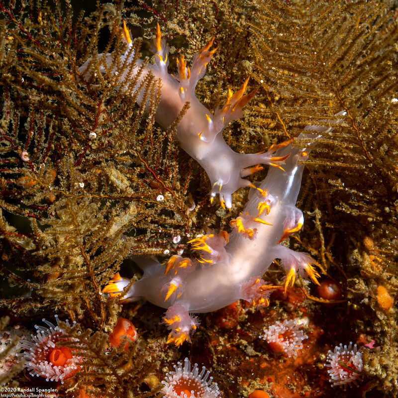Dendronotus albus (White Dendronotus)