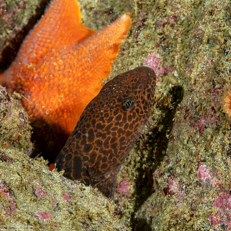 Anarrhichthys ocellatus (Wolf-Eel)
