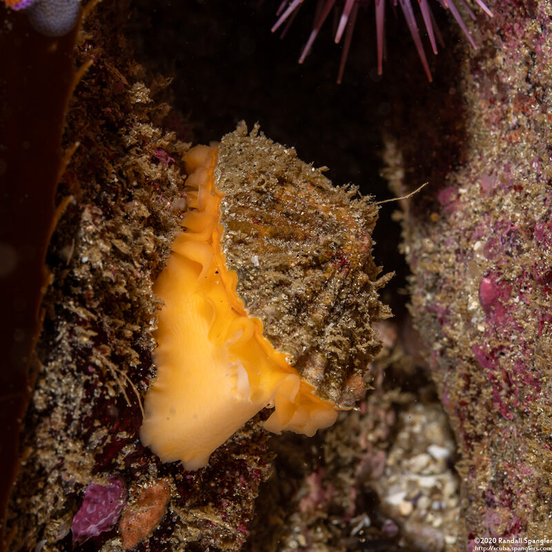 Diodora aspera (Keyhole Limpet)