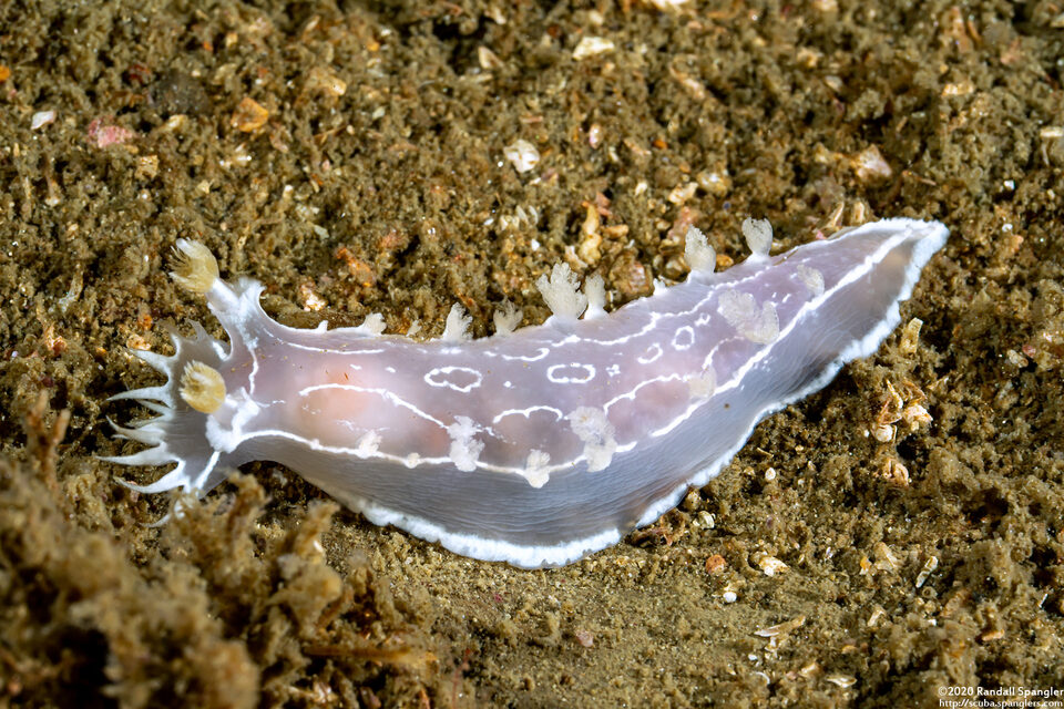 Tritonia festiva (Diamondback Tritonia)