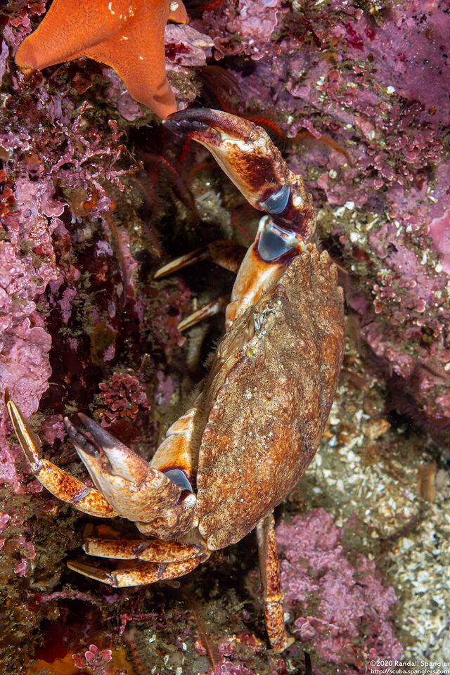 Cancer productus (Red Rock Crab)