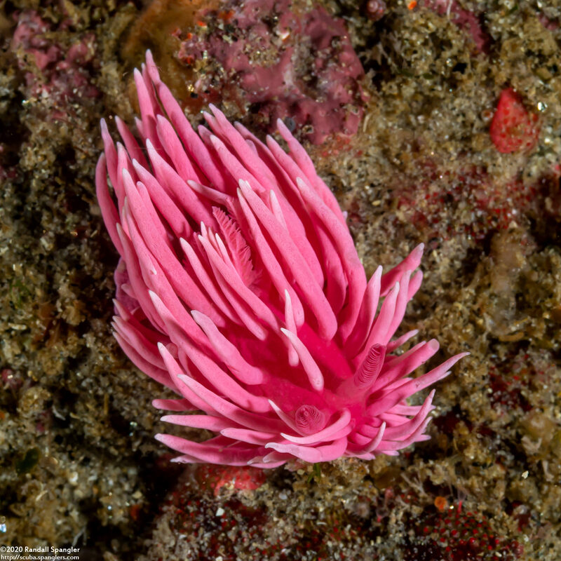 Okenia rosacea (Hopkins' Rose Nudibranch)
