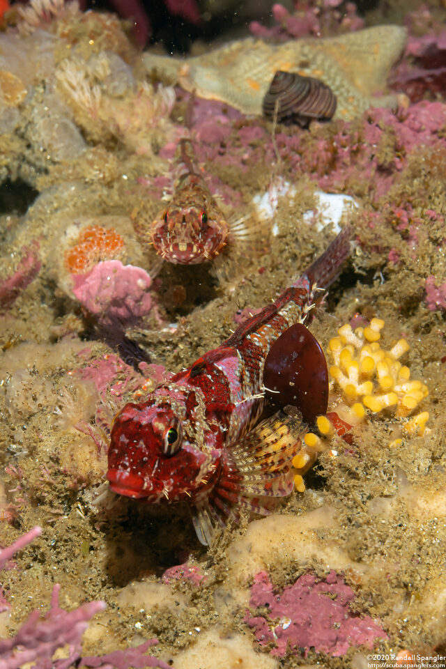 Orthonopias triacis (Snubnose Sculpin)