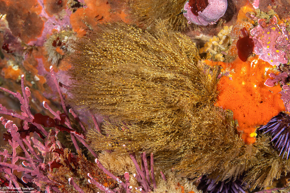 Obelia sp.1 (Obelia sp.1)