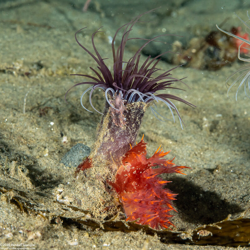 Dendronotus iris (Rainbow Dendronotus); Note the little pale nudibranch higher up
