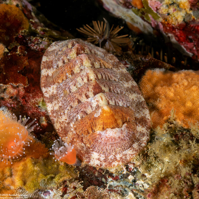 Lepidozona mertensii (Merten's Chiton)