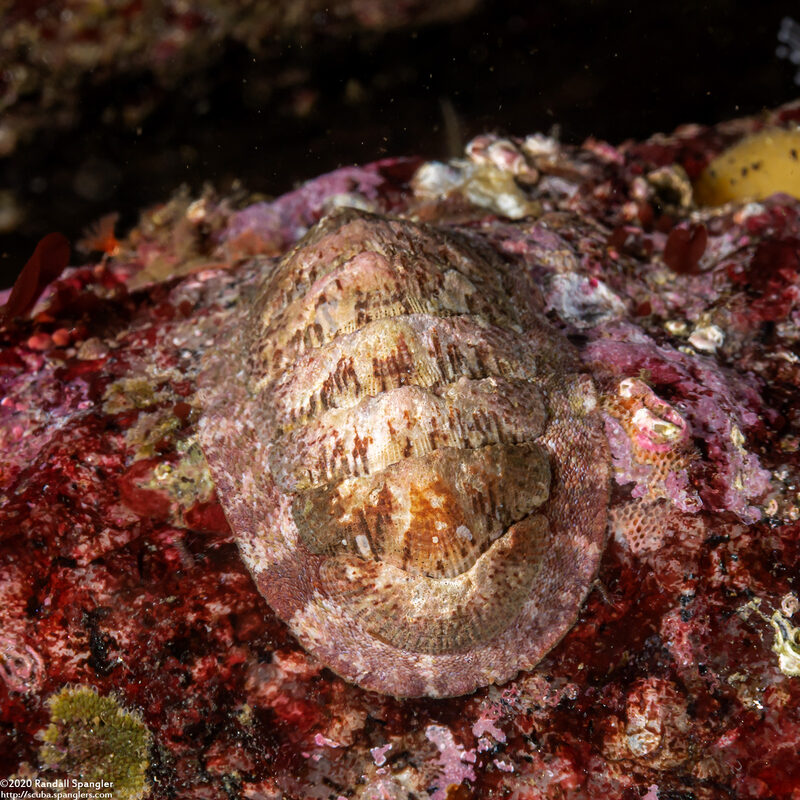 Lepidozona cooperi (Cooper's Chiton)