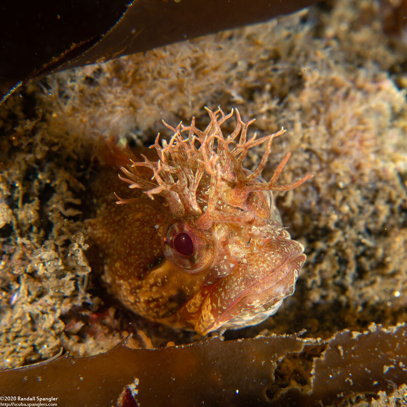 Neoclinus stephensae (Yellowfin Fringehead)