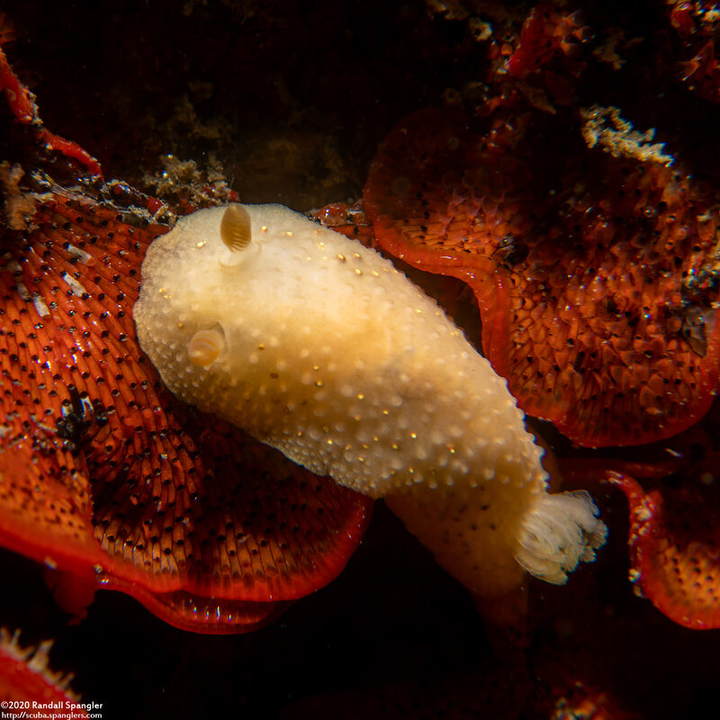 Cadlina modesta (Modest Cadlina)