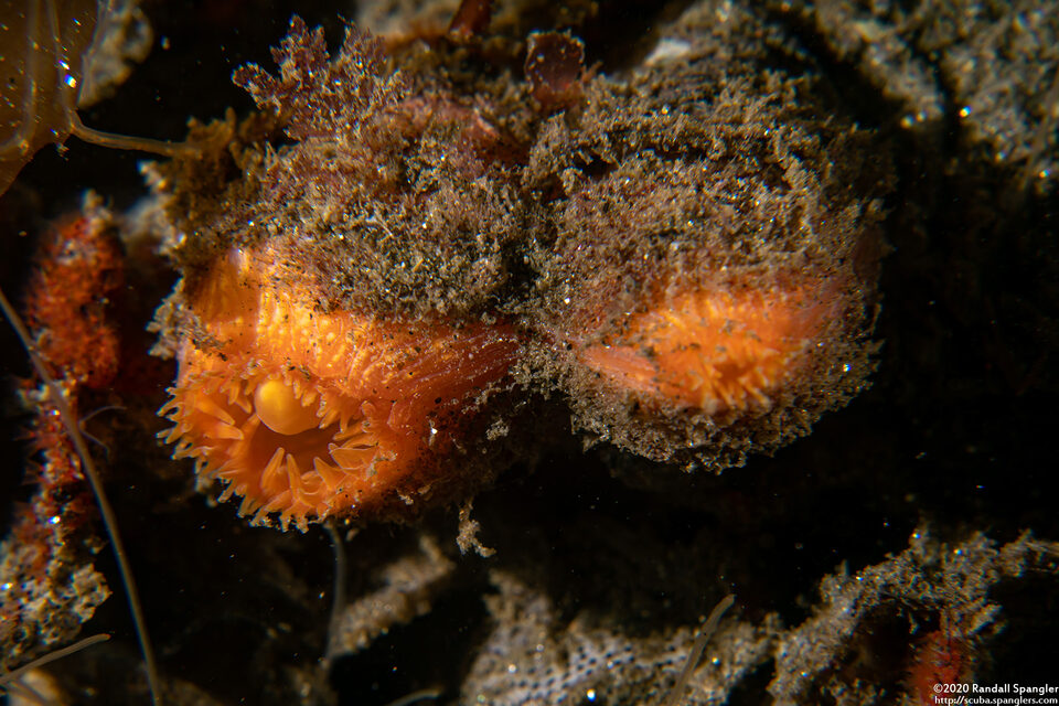 Entodesma navicula (Ugly Clam)