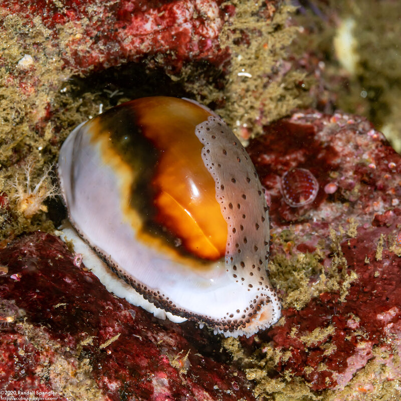 Neobernaya spadicea (Chestnut Cowry)