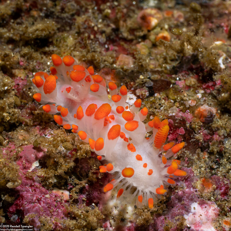 Limacia mcdonaldi (McDonald's Dorid)