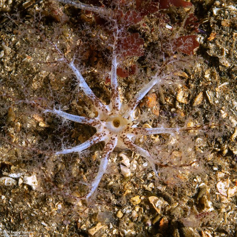 Cucumaria piperata (Peppered Sea Cucumber)