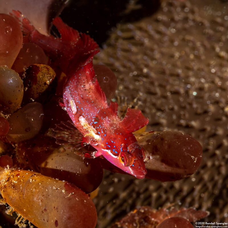 Gibbonsia montereyensis (Crevice Kelpfish)